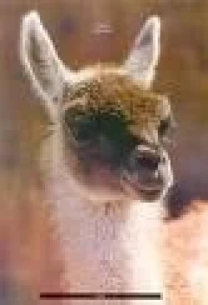 SE VIENE LA 2º FERIA DE LA LLAMA EN JUJUY