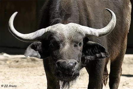 NUEVOS PROYECTO GANADERO CON  CARNES Y LECHES DE BUFALO, PARA LA ARGENTINA