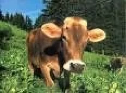 CHILE: LA IMPORTACIÓN BOVINA BAJA 1,9 % EN PRIMER BIMESTRE DE 2007