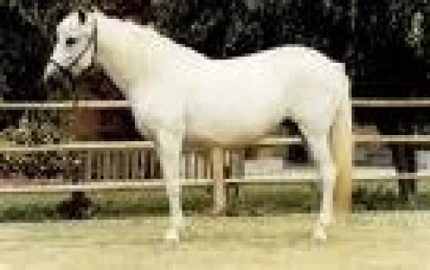 NUEVOS METODOS PARA EVITAR EL ROBO DE CABALLOS EN LA PROVINCIA DE BUENOS AIRES