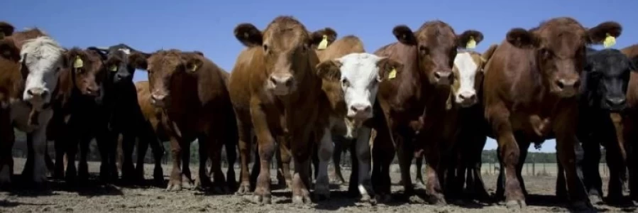ARGENTINA: SE ELIMINÓ EL TRÁMITE PARA EL PREDESPACHO DE EXPORTACIÓN DE FAENA A LA UE
