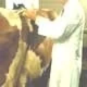 EN 2007 SERÁ OBLIGATORIA LA IDENTIFICACIÓN DE BOVINOS