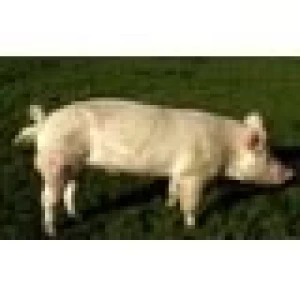 BUENOS AIRES PROMUEVE EL CONSUMO DE CARNE DE CERDO