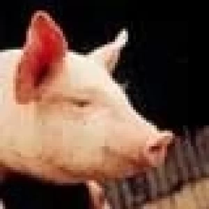 LA PRODUCCION PORCINA PROYECTA UN EXCELENTE CRECIMIENTO, BUENA RENTABILIDAD Y AUMENTO EN LA FAENA