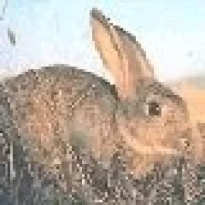 EN EL  PRIMER CUATRIMESTRE DEL 2005, SE VENDIÓ AL MUNDO CARNE DE CONEJO POR MÁS DE 4 MILLONES DE DÓL