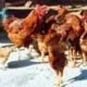 LAS EXPORTACIONES DE CARNE DE POLLO DEJARON INGRESOS POR MAS DE 23 MILLONES DE DÓLARES