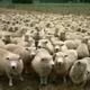 ARGENTINA: SE MATIENE EL AUMENTO DE LAS EXPORTACIONES OVINAS