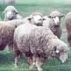 CARNE OVINA: MÁS DE 13 MILLONES DE DÓLARES EN EXPORTACIONES ENTRE ENERO Y JULIO DE 2004