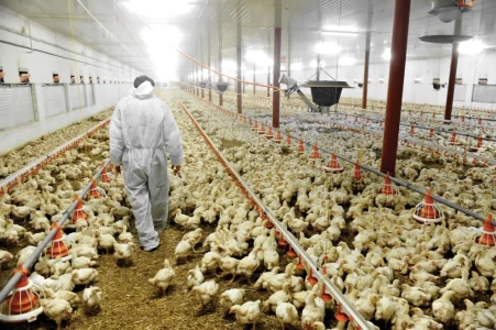 PARAGUAY : RUBRO AVÍCOLA CRECIÓ 252%