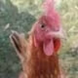 ALERTA SOBRE LA "FIEBRE DEL POLLO"