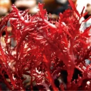 CARRAGENINA: UN INGREDIENTE NATURAL DE MÚLTIPLES USOS EN LA FABRICACIÓN DE ALIMENTOS