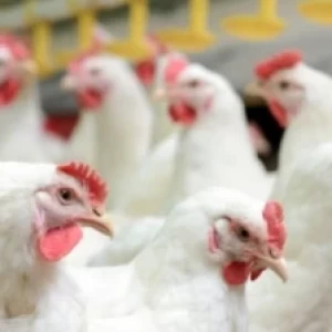 JORNADA DE CAPACITACIÓN Y ACREDITACIÓN DE VETERINARIOS PRIVADOS PARA EL PROGRAMA DE SANIDAD AVIAR