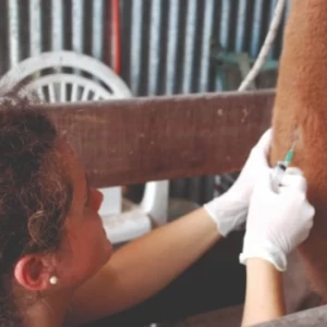 REGLAMENTAN LA LEY QUE DECLARA DE INTERÉS NACIONAL LA SANIDAD DE ANIMALES Y VEGETALES