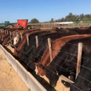 Ganadería: En el negocio de la Invernada se Anticipa una Demanda Importante de los Feedlots