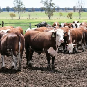 Aprovechamiento de los Residuos Derivados de Feedlot para la Producción Agrícola