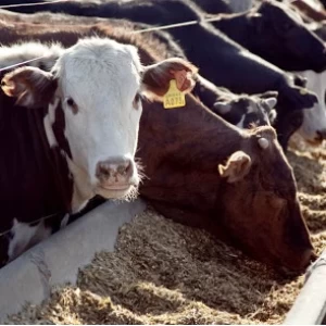 Covid 19 – Situación del Engorde a Corral