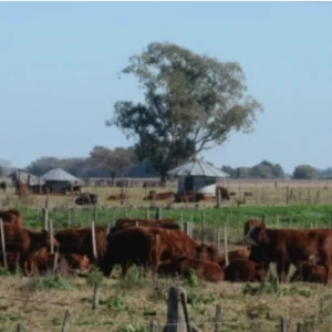 Devora Dorensztein en infobae: “Hay que Seguir Produciendo y Generando Stock de Carne”