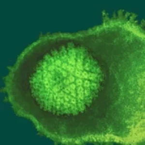 Control de la Laringotraqueitis Infecciosa