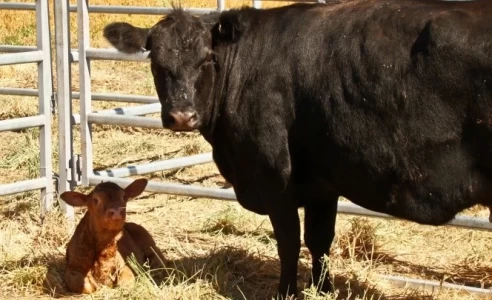 SOLUCIÓN SUSTENTABLE PARA EL TRATAMIENTO DE EFLUENTES DE LA INDUSTRIA BOVINA