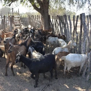 Agricultura destinará más de 25 millones  de pesos para el desarrollo caprino santiagueño