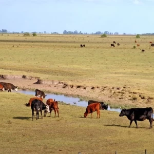 Seis de cada diez argentinos tienen una imagen positiva del campo durante la cuarentena