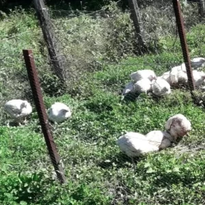 Sustentabilidad: Calidad de la carne aviar en sistemas de producción alternativos