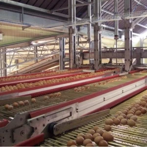 FACCO presentó su sistema de recogida de huevos