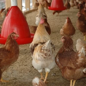 Utilización de prebióticos y probióticos en aves