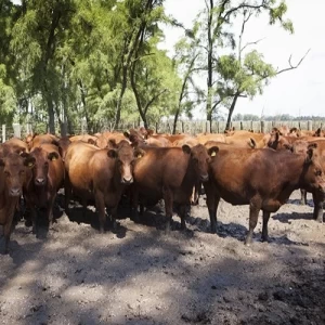 SENASA actualizó el Plan Nacional de Control y Erradicación de Brucelosis Bovina