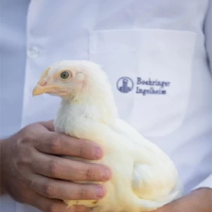 Boehringer Ingelheim lanza Prevexxion® RN contra la Enfermedad de Marek