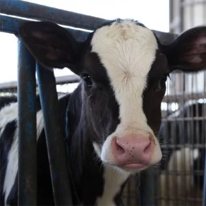 Crean una app para la desparasitación de los animales