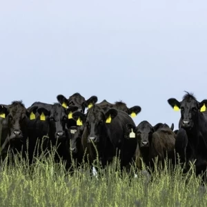 La Asociación Angus Argentina certificó en 2020 más de 290 mil cabezas para exportación