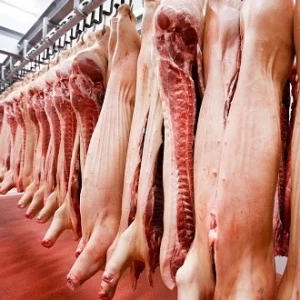 Enfríamiento de carcasas de cerdo