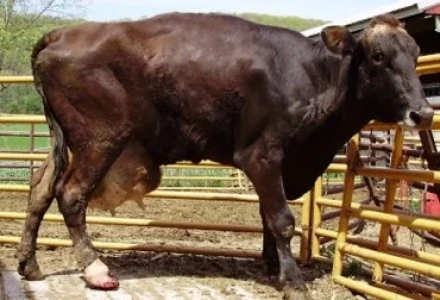 MEJORARÁ CALIDAD DE VIDA DE ANIMALES DE PRODUCCIÓN EN 21 PAÍSES