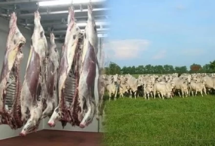 TOP 5 DE LOS PAÍSES QUE MÁS PRODUCEN CARNE DE RES