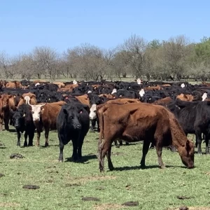 Entró en vigencia la bonificación de tasa del Plan GanAr para productores ganaderos