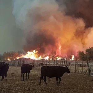 Organizaciones ganaderas repudian lo dicho por ministro de Ambiente ante los incendios del litoral