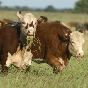 Nutrición de precisión, un compromiso continuo