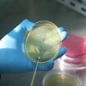 El INTA desarrolló una vacuna contra la Escherichia coli en bovinos