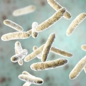 Probióticos, una mirada hacia una porcicultura eficiente y sustentable