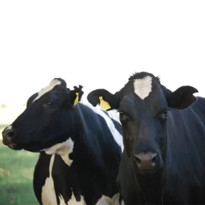 Argentina presentó la primera cepa vacunal en el mundo para combatir la Leucosis Bovina