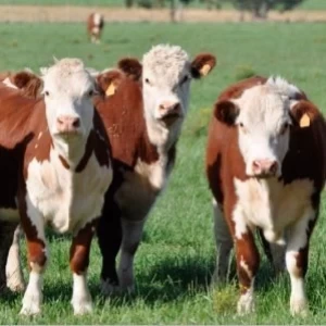 Salud intestinal, base para el desempeño y la rentabilidad en la producción animal