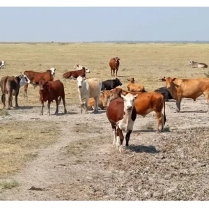 El gobierno anunció medidas de alivio para más de 51 mil productores afectados por la sequía