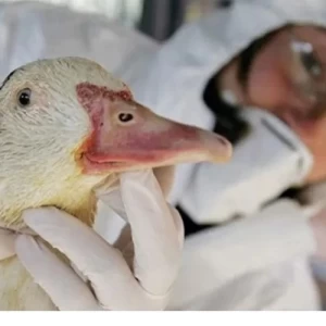 Detectan primer caso de Influenza Aviar en Argentina y declaran emergencia sanitaria