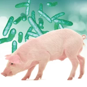 Levadura probiótica: mecanismos de acción en cerdos