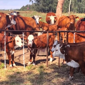 Creep-feeding, alimentación para una recría eficiente