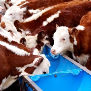 Ganadería de precisión, en búsqueda de la eficiencia