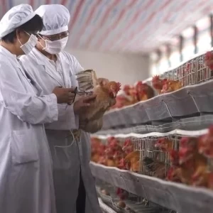 Ante el brote global de gripe aviar, ¿cuál es el rol de la vacunación animal?