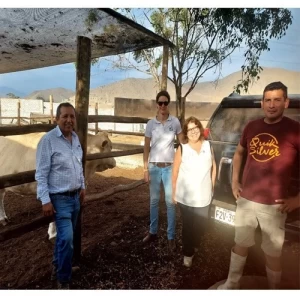 Presentan en Perú a la raza Azul Belga