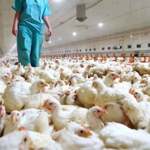 Influenza Aviar ¿Cómo recuperar el estatus de país libre de esta enfermedad?